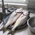 Fresh Whole Yellow Croaker Fish